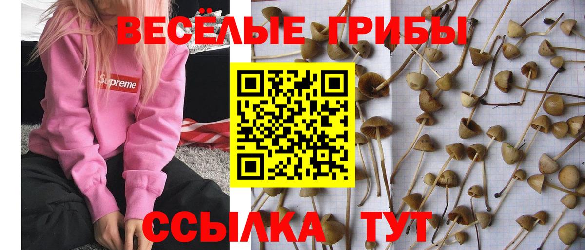 Наро-Фоминск  дарнет шоп  Вход с VPN  Галлюциногенные грибы мухоморы 
